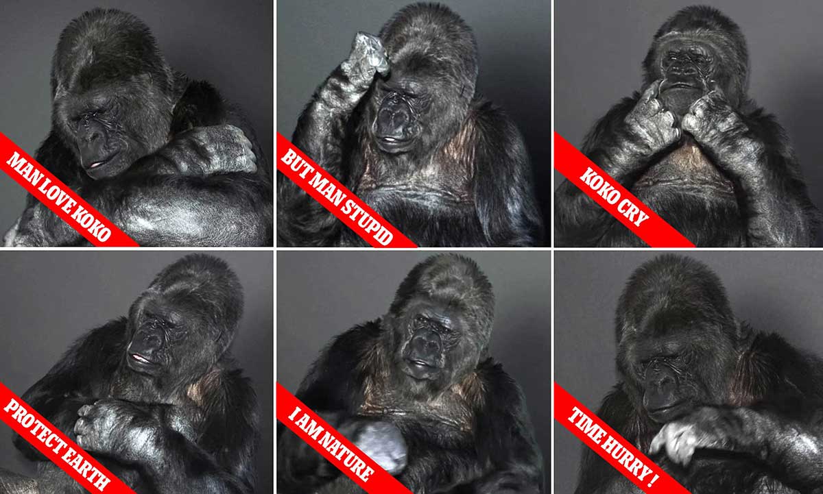 Știi că au sărit calul când au dat un film în care gorila Koko spune în limbajul semnelor că oamenii trebuie să aibă mai multă grijă de planetă pentru că, da, gorilele au conceptul de planetă și mediu